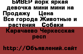 БИВЕР йорк яркая девочка мини мини на Продажу! › Цена ­ 45 000 - Все города Животные и растения » Собаки   . Карачаево-Черкесская респ.